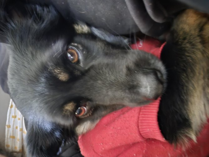 Imagem do comentário